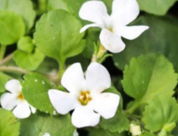 Onko 98% puhtautta Bacopa Monnieri -uutetta?